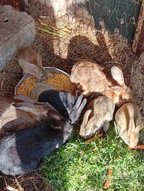 Coniglio maschio e Gallo 6 mesi 30