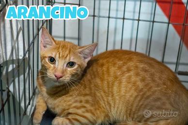 Arancino gattino rosso di 4 mesi