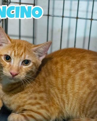 Arancino gattino rosso di 4 mesi