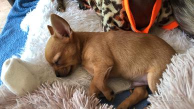 Chihuahua cucciolo Miele
