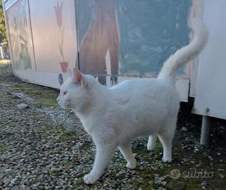 Gattina Lulù, dolcissima nata nel 2018