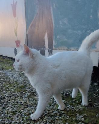 Gattina Lulù, dolcissima nata nel 2018