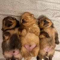 Pomerania spitz/nano