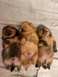 Pomerania spitz/nano