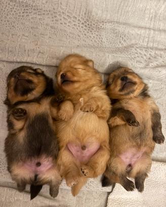 Pomerania spitz/nano