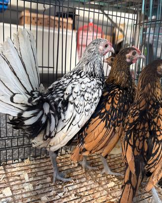 Galline zebrait e gallo