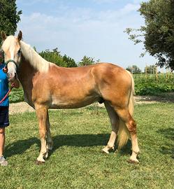 Haflinger