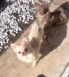 Chihuahua adulti