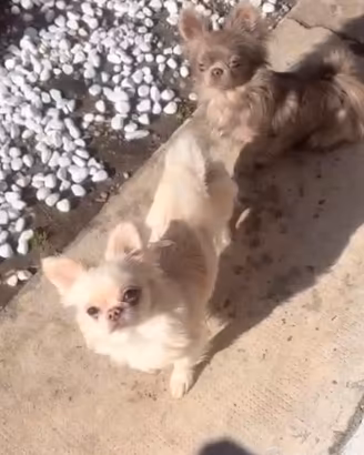 Chihuahua adulti