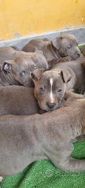 Amstaff blue