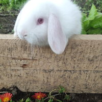 Cuccioli di conigli nani ariete