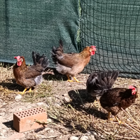 Galline Nostrana Morozzo