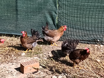 Galline Nostrana Morozzo