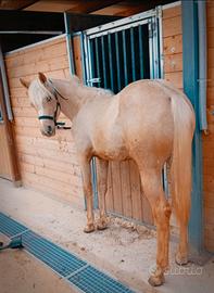Puledro paint palomino