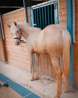 Puledro paint palomino