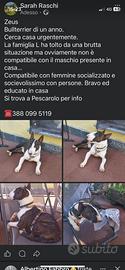 Bull-terrier piccola taglia
