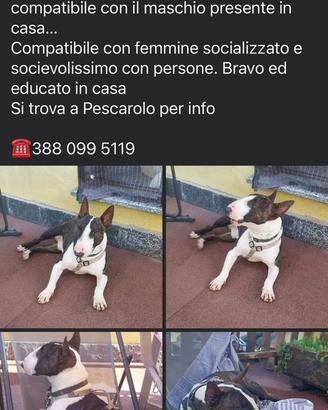 Bull-terrier piccola taglia