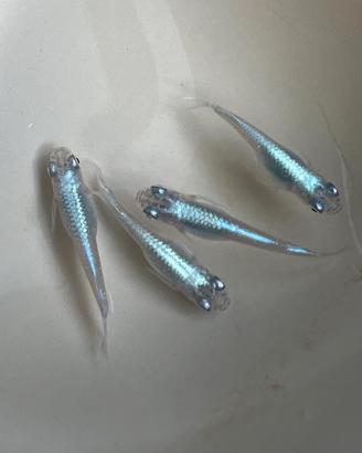 pesci medaka laghetto acquario 