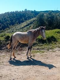 Cavalla puledra paint