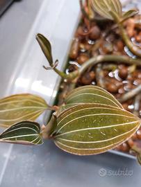 Orchidea gioiello (Ludisia discolor)