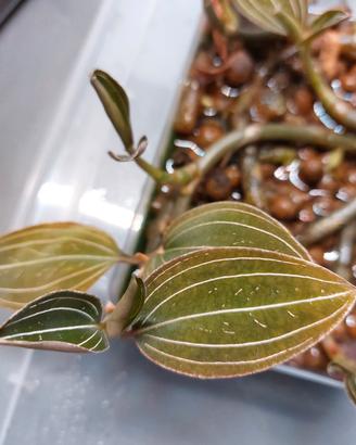 Orchidea gioiello (Ludisia discolor)
