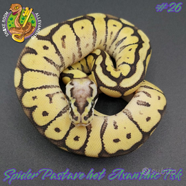 Pitone reale - Spider Pastave het Axanthic Tsk #26