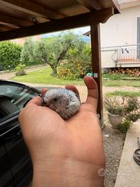 Pulli di cocorite