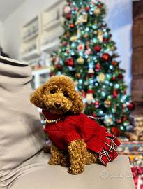 Cuccioli di barboncino