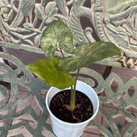 ALOCASIA SPLASH