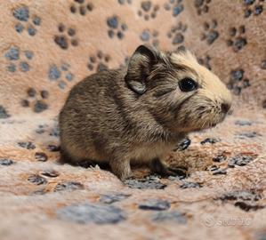 Cuccioli dolcissimi 