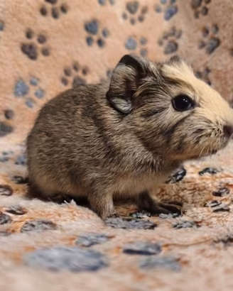 Cuccioli dolcissimi 