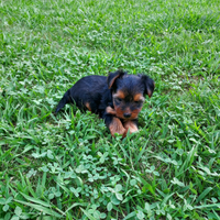 Yorshier terrier