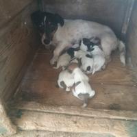 Jack Russell