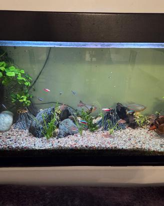 Acquario 200litri