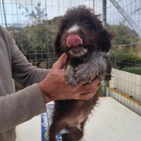 Cucciolo di Lagotto