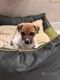 Jack Russell terrrier