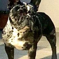 ? per monta - django bulldog francese merle?