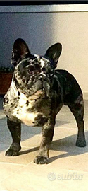 ? per monta - django bulldog francese merle?