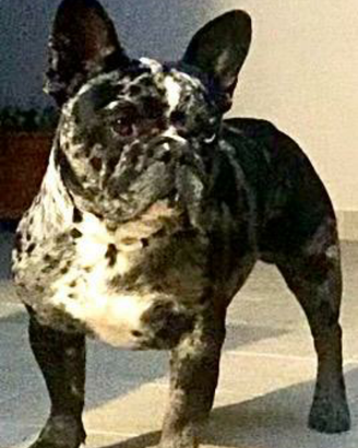 Per monta - django bulldog francese merle