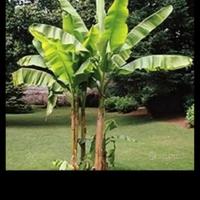 Piante di Banano disponibili da subito 