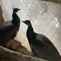 Pavoni comuni 1 anno