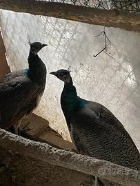 Pavoni comuni 1 anno