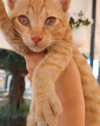 gatto