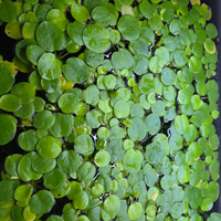 Lotto Limnobium laevigatum Pianta Galleggiante