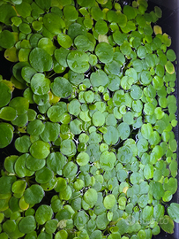 Lotto Limnobium laevigatum Pianta Galleggiante