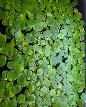 Lotto Limnobium laevigatum Pianta Galleggiante