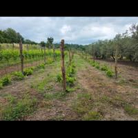 Terreno oliveto vigneto