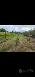 Terreno oliveto vigneto