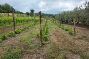 Terreno oliveto vigneto