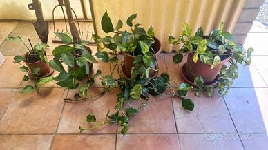 Photos